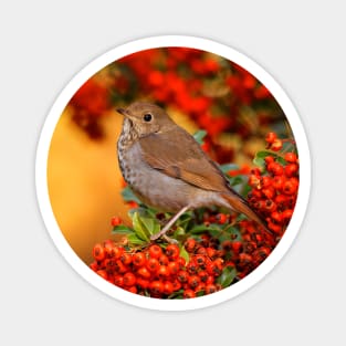 Stunning Hermit Thrush Songbird Amid the Colors of Autumn Magnet